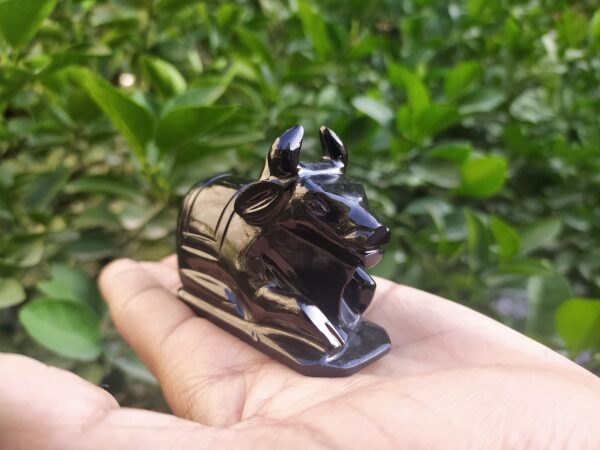 Black Nandi
